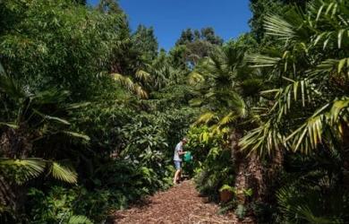 Hơn 30 năm biến vườn nhà thành rừng rậm